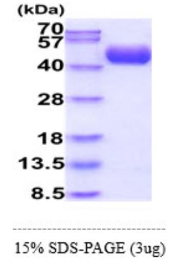 3 μg by SDS-PAGE under reducing condition and visualized by coomassie blue stain.